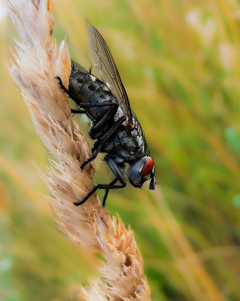 Фотография автора Дмитрий