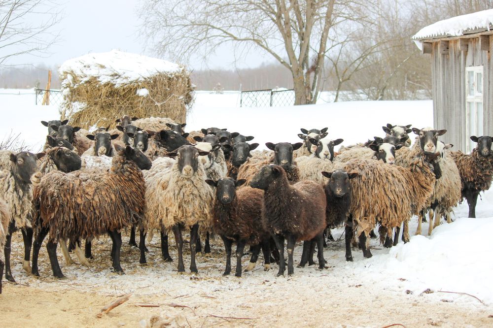 Photograph by Елена Верховская