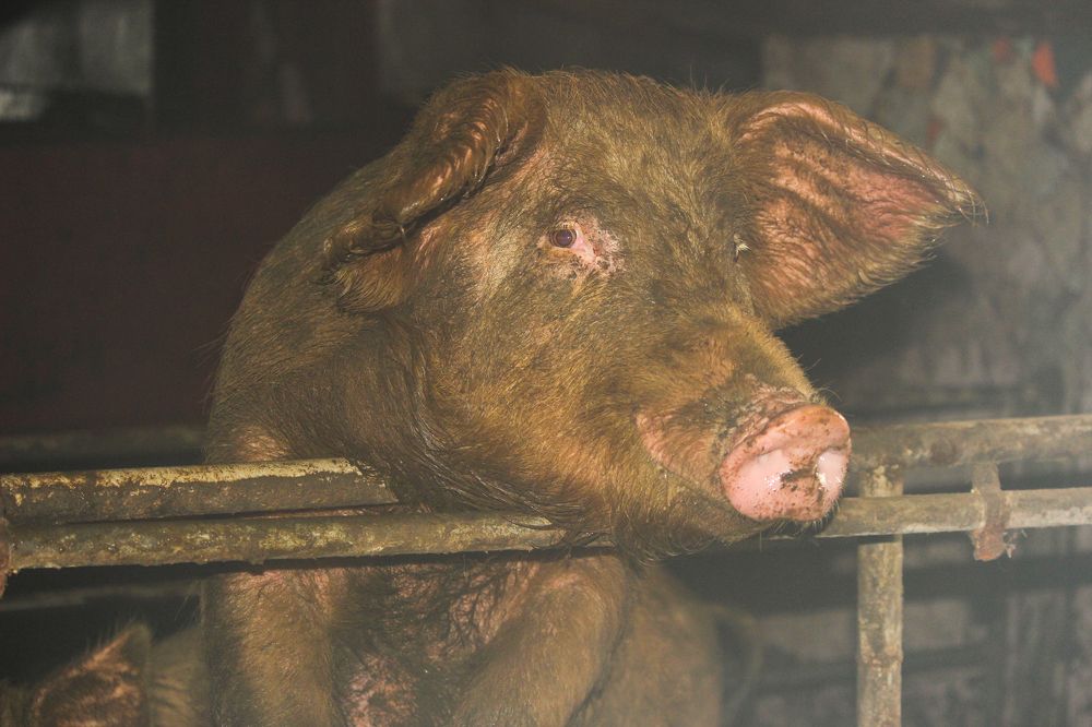 Photograph by Елена Верховская