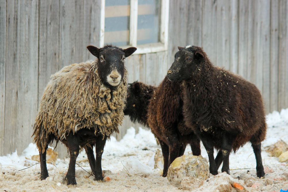 Photograph by Елена Верховская