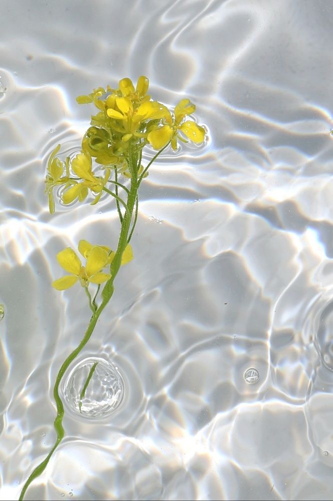 Цветы в воде