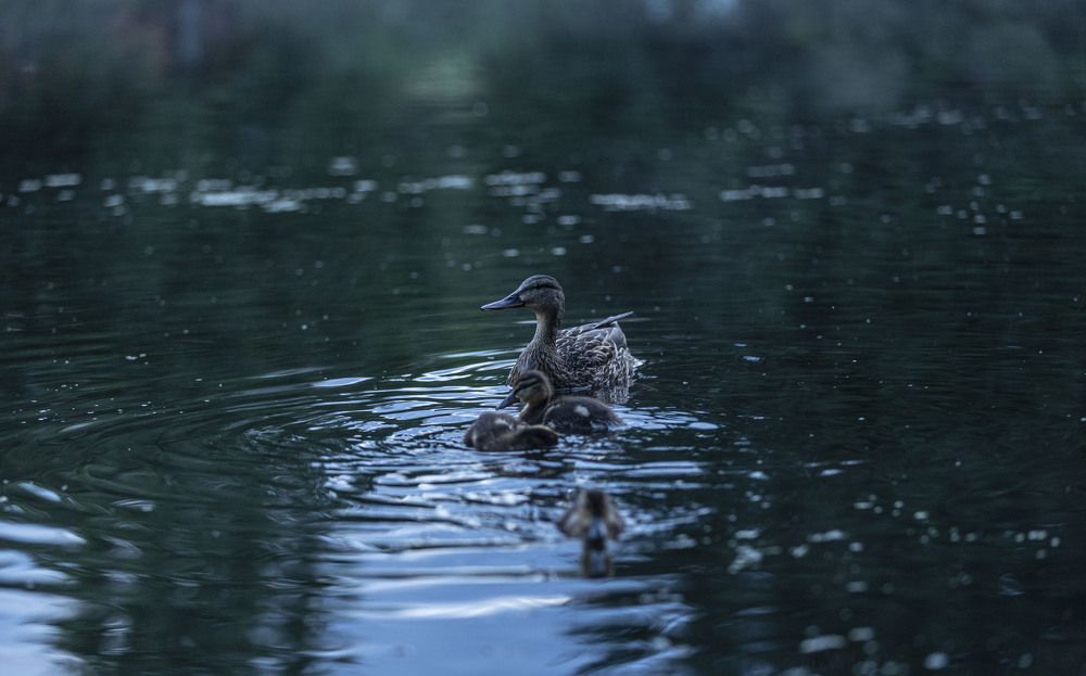 Photograph by ИРЕНА Цурпал