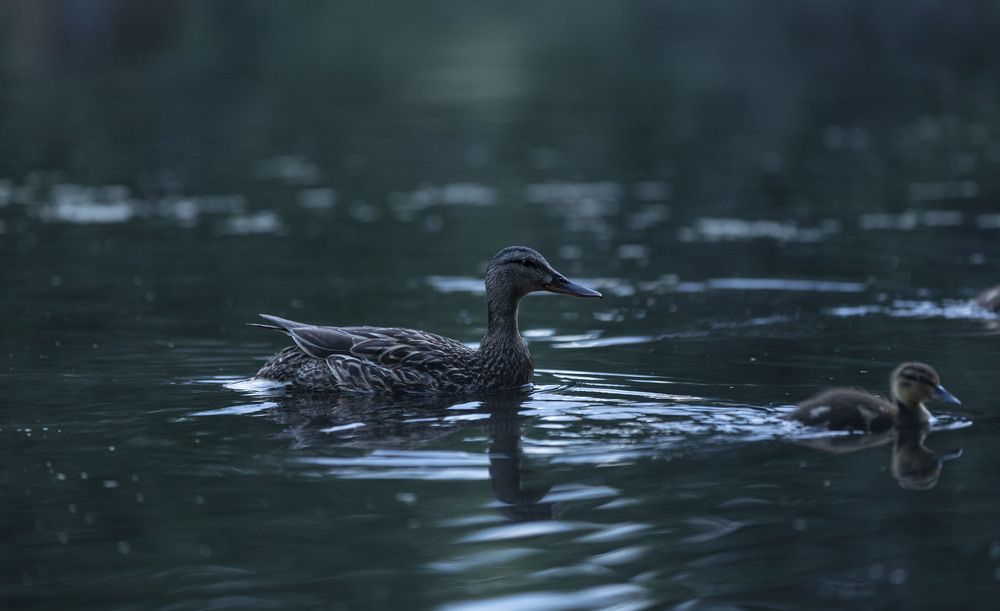 Photograph by ИРЕНА Цурпал