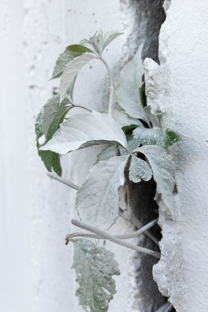 Несокрушимый