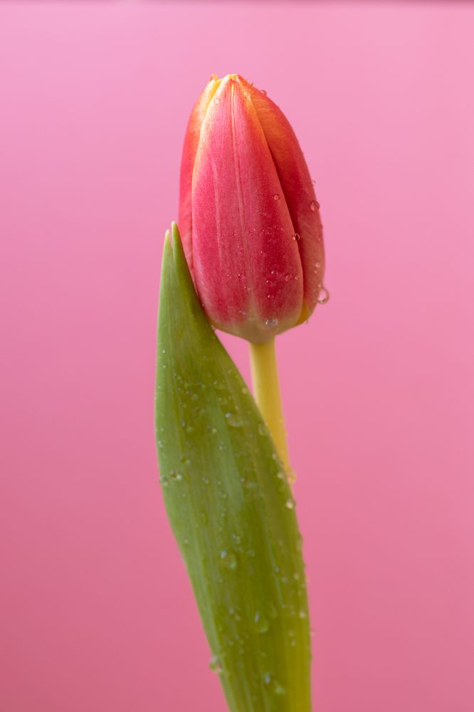 Photograph by Torres