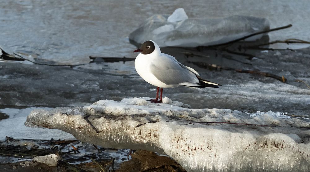 Black-headed Gull on an ice floe near the shore in spring