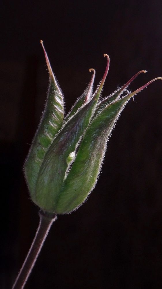 Photograph by Елена Силантьева