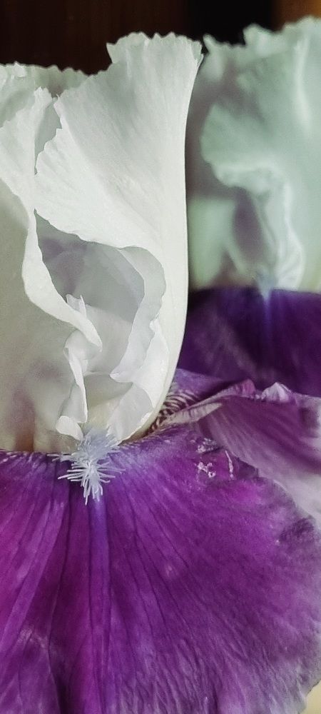 Photograph by Svetana Mertikova (Blinova)