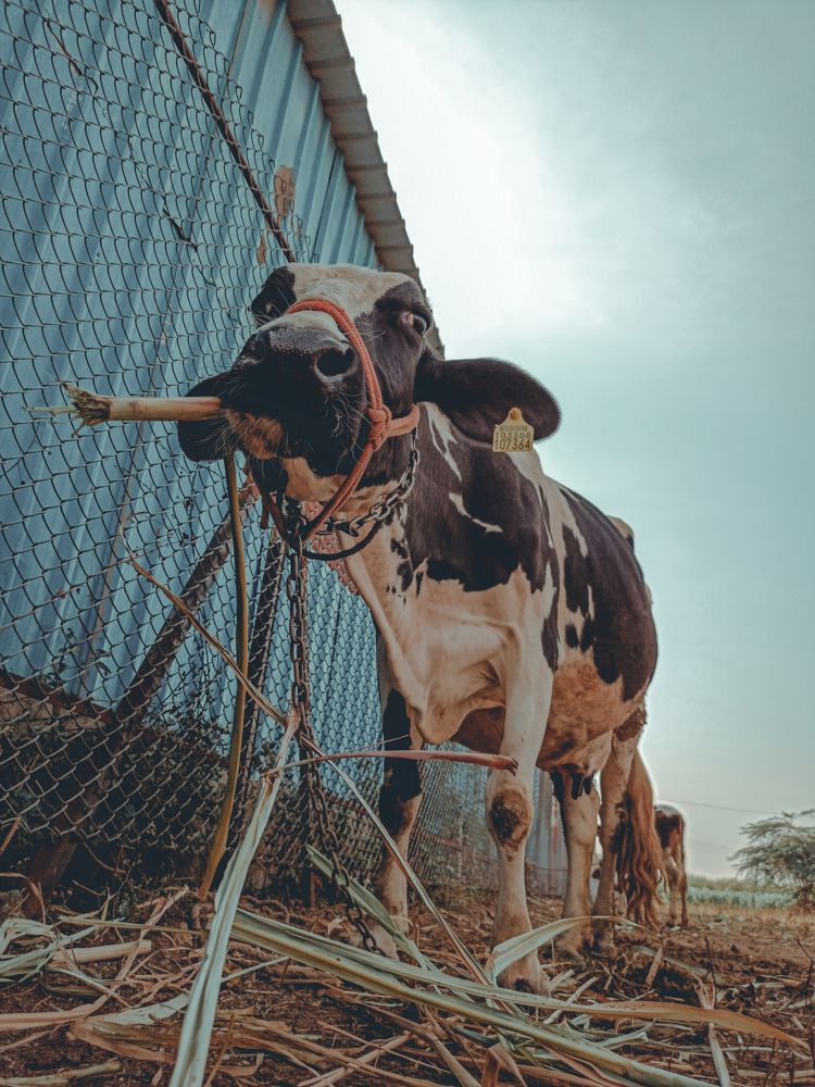 Photograph by Rushikesh Udawant