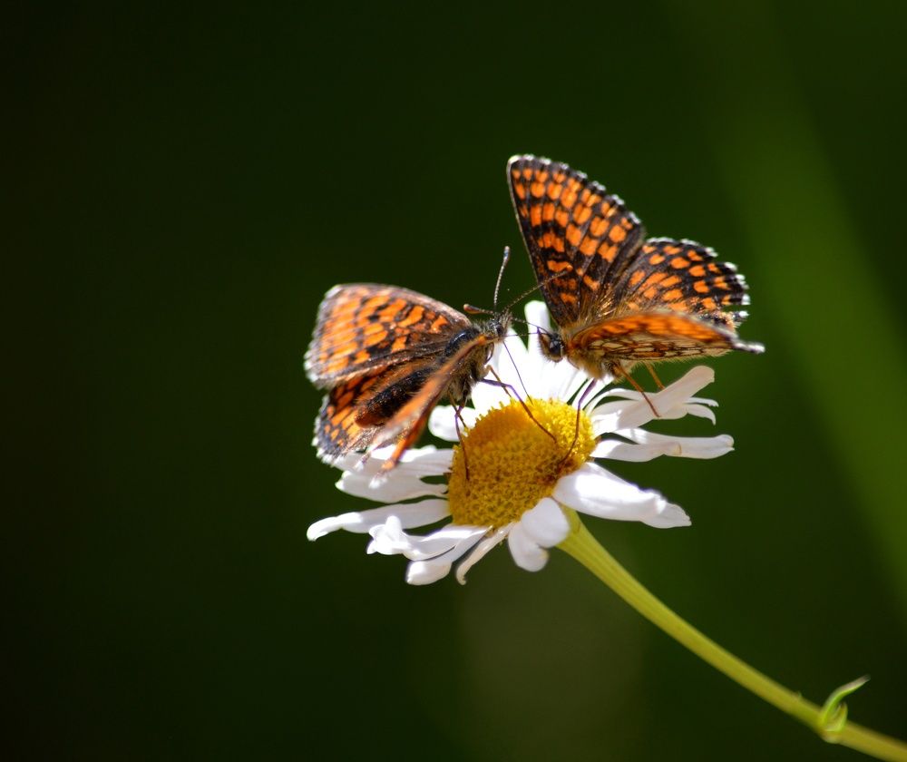 Оранжевое на белом