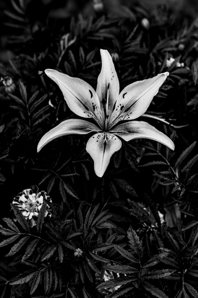 Photograph by Сергей Аникушин