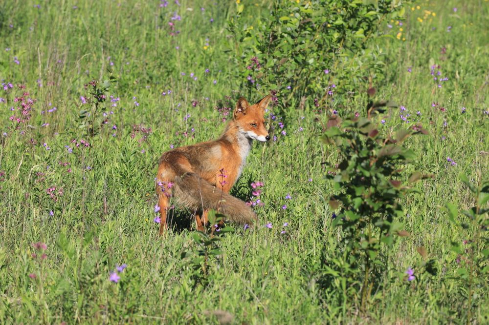 Photograph by Владимир Грибков