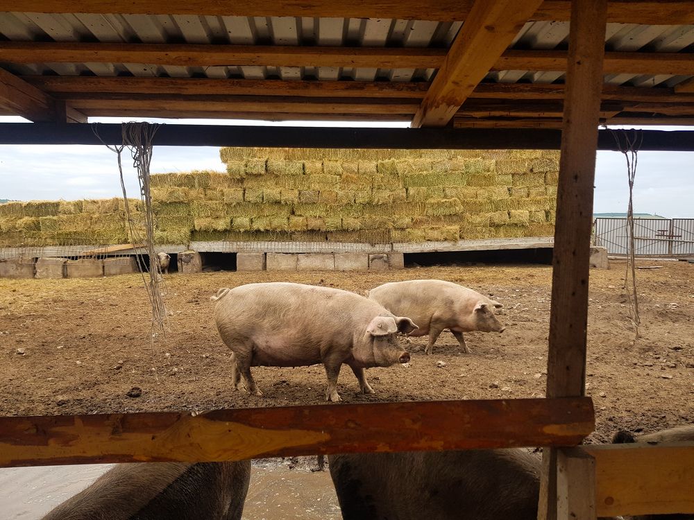 Photograph by Алла Никушкина