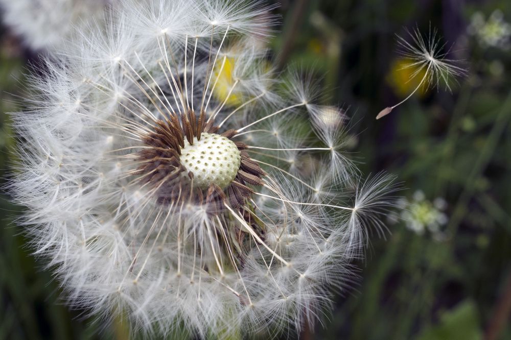 Одуванчик