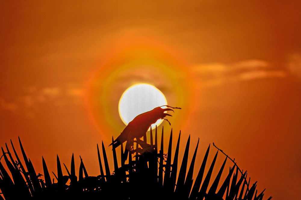 Photograph by ARUNAVA DEY