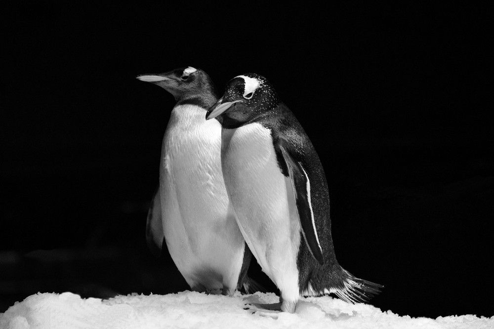 Photograph by Корнейчук Игорь