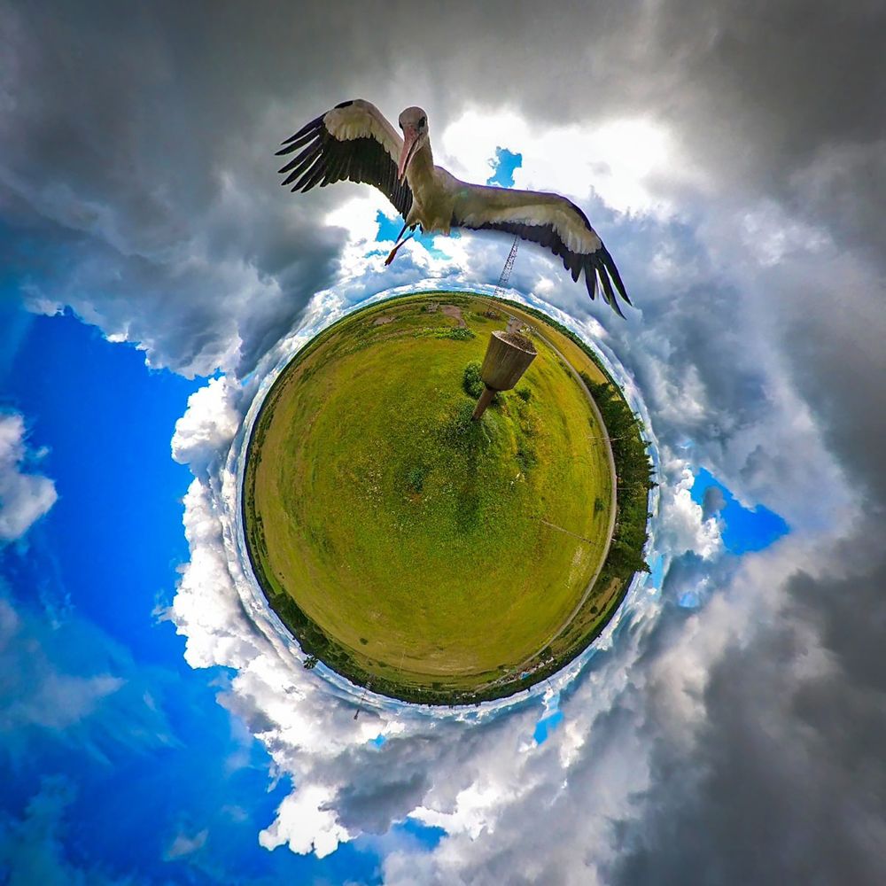 Аист в полёте над гнездом