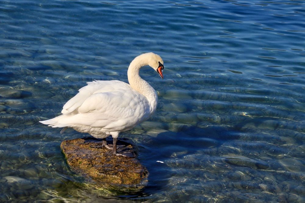 Photograph by Lyudmila Klimanova