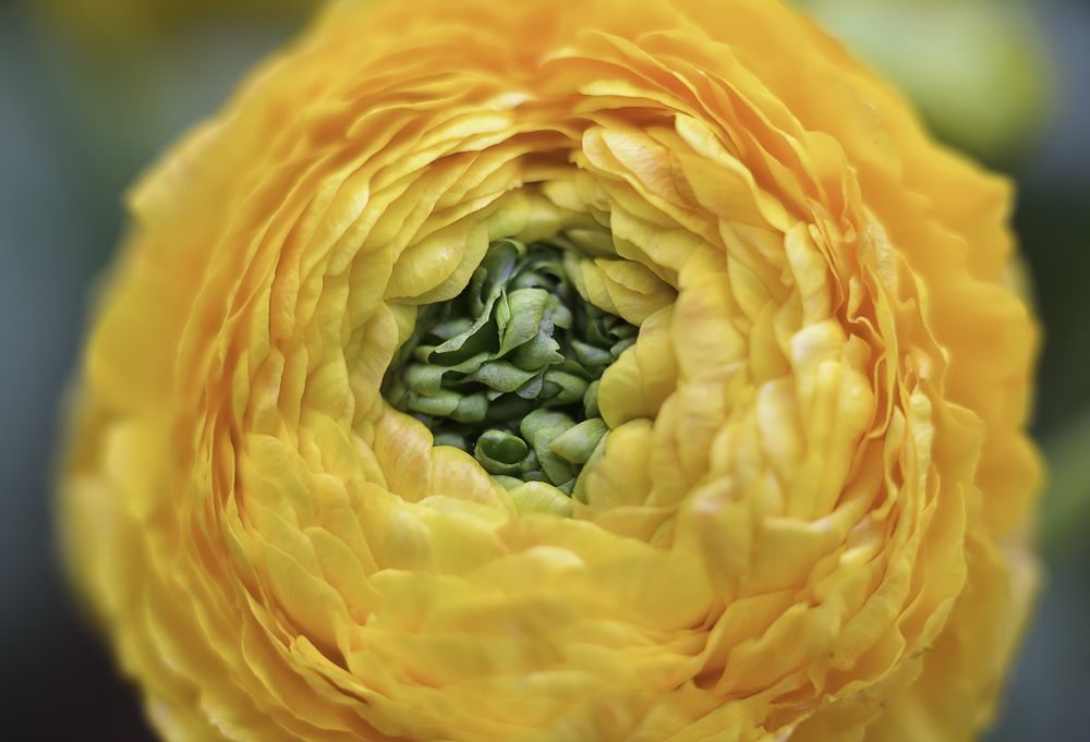 Photograph by Olga Mendosa