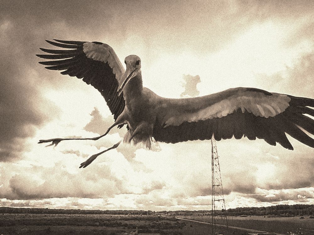 Stork in Sky