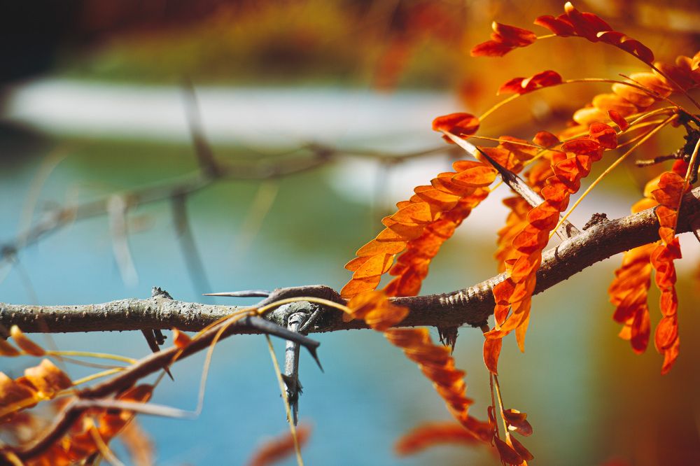 Photograph by Sahar