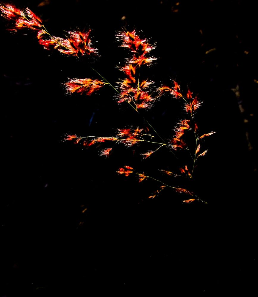 Photograph by Régis Santos