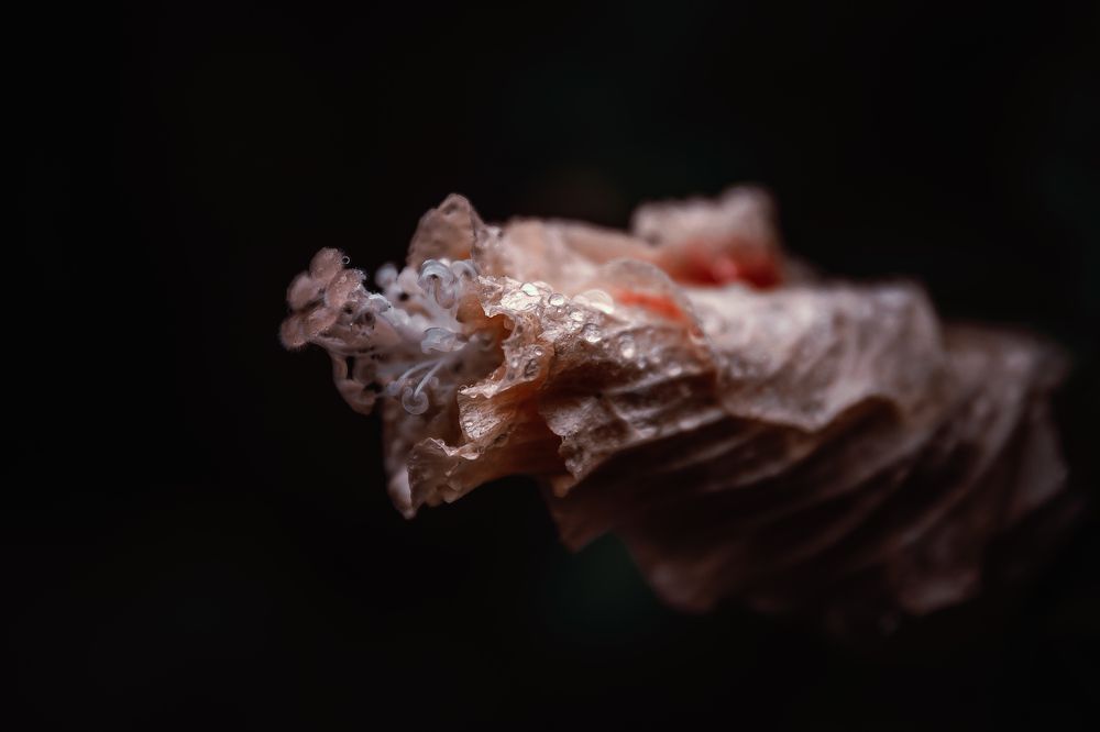 Photograph by Rodrigo Silveira