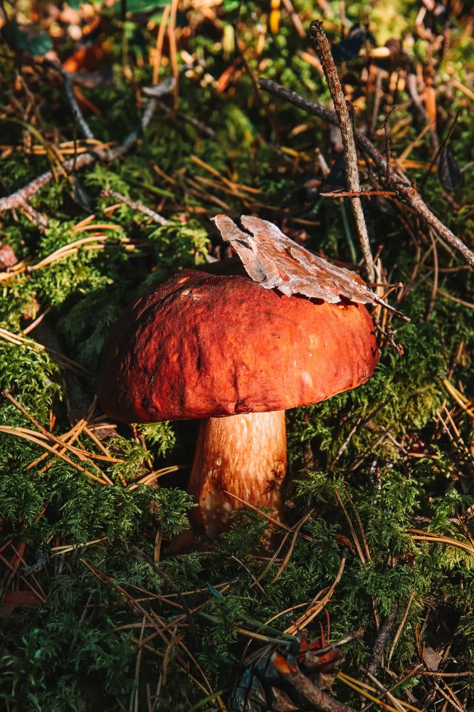 Photograph by Алексей Голубев