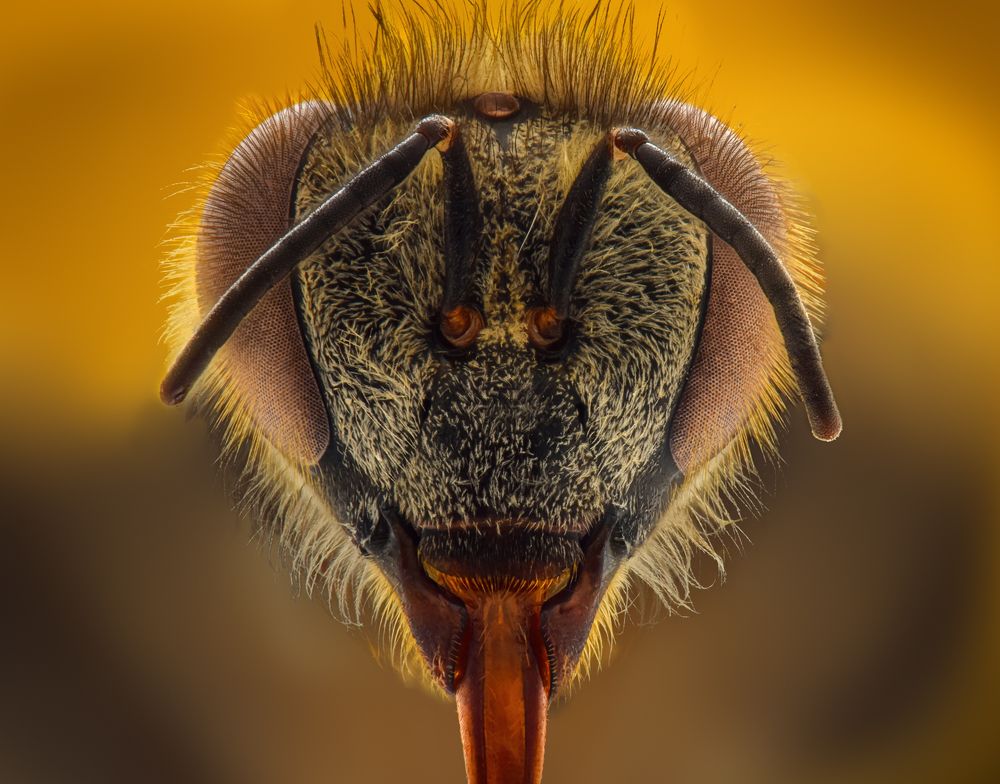 Photograph by Khalid Al-Wadhaihi