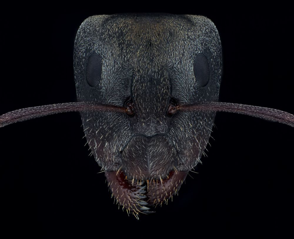 Photograph by Khalid Al-Wadhaihi