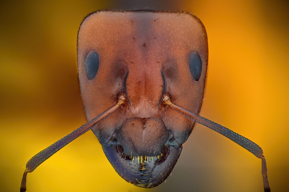 Photograph by Khalid Al-Wadhaihi