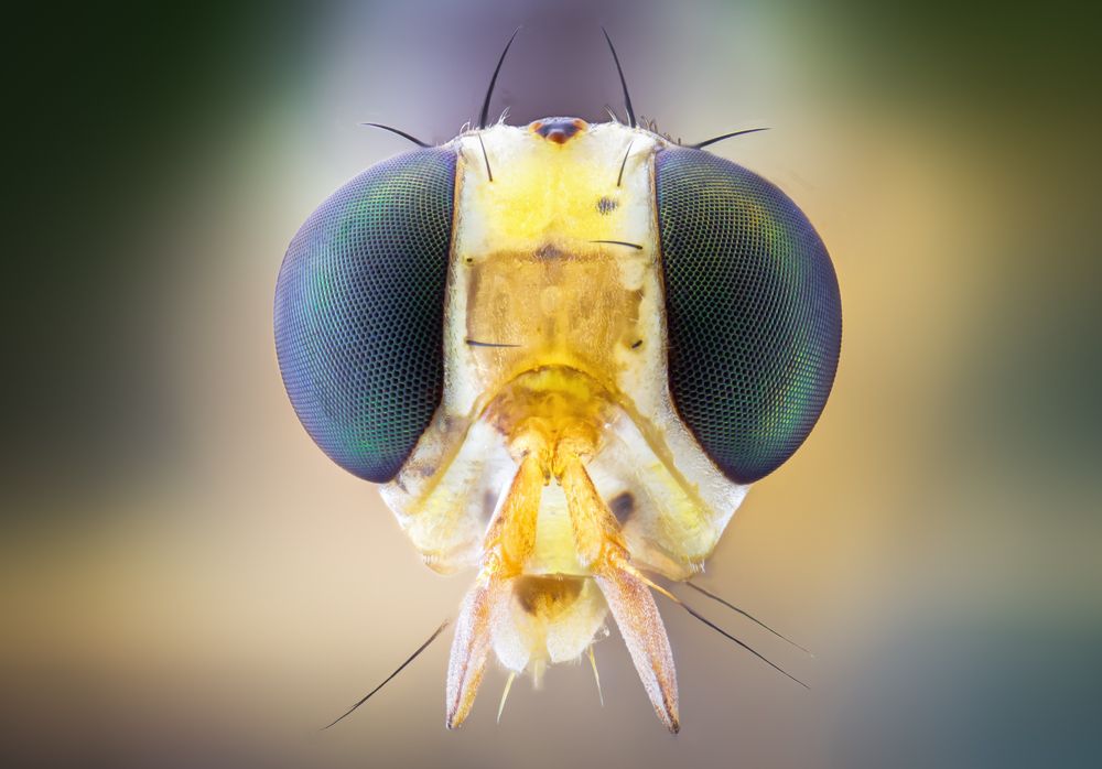 Photograph by Khalid Al-Wadhaihi