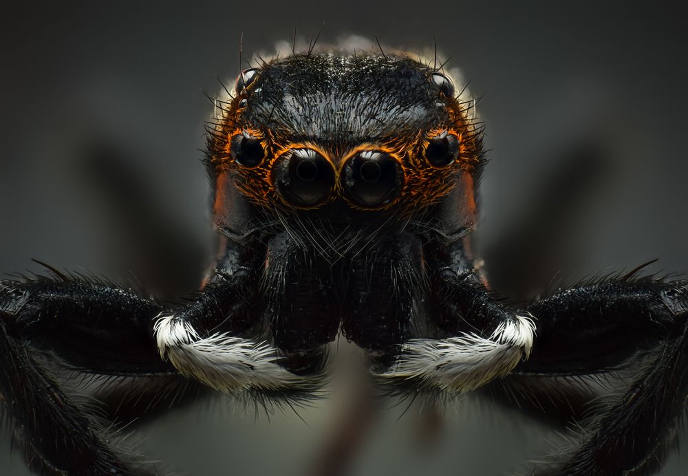 Photograph by Khalid Al-Wadhaihi