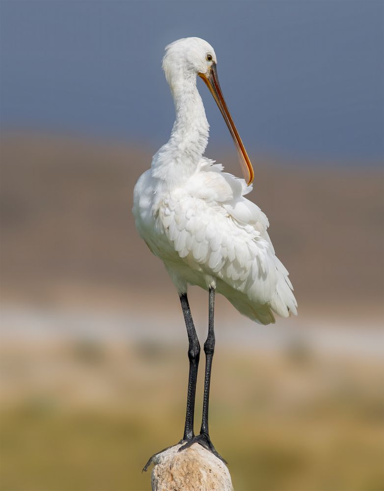 Photograph by Khalid Al-Wadhaihi