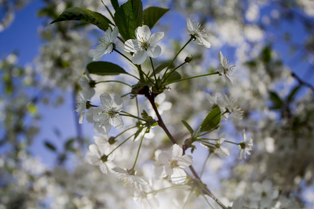 Photograph by Anna Balabanova