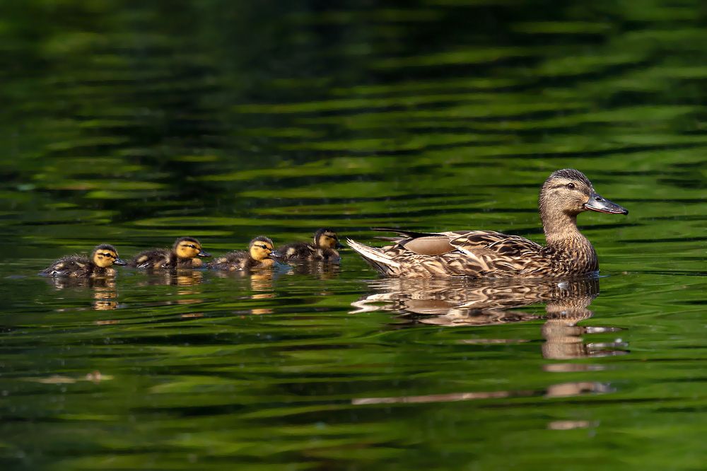 Фотография автора Faller Tamás