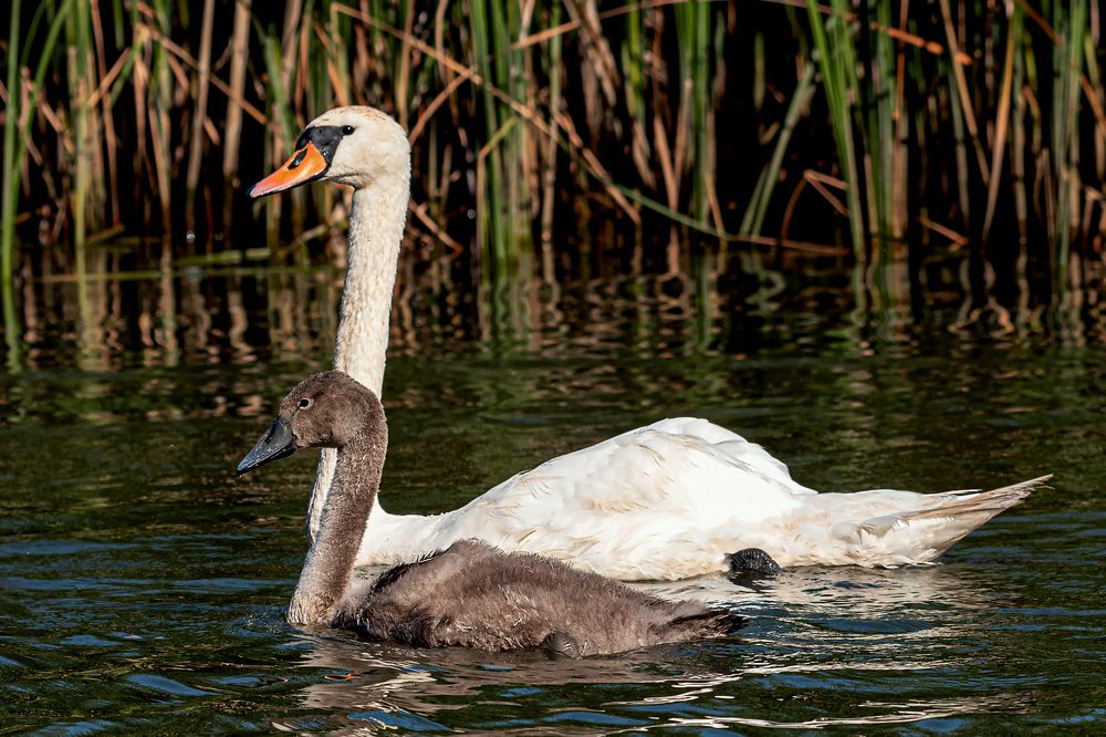 Фотография автора Faller Tamás