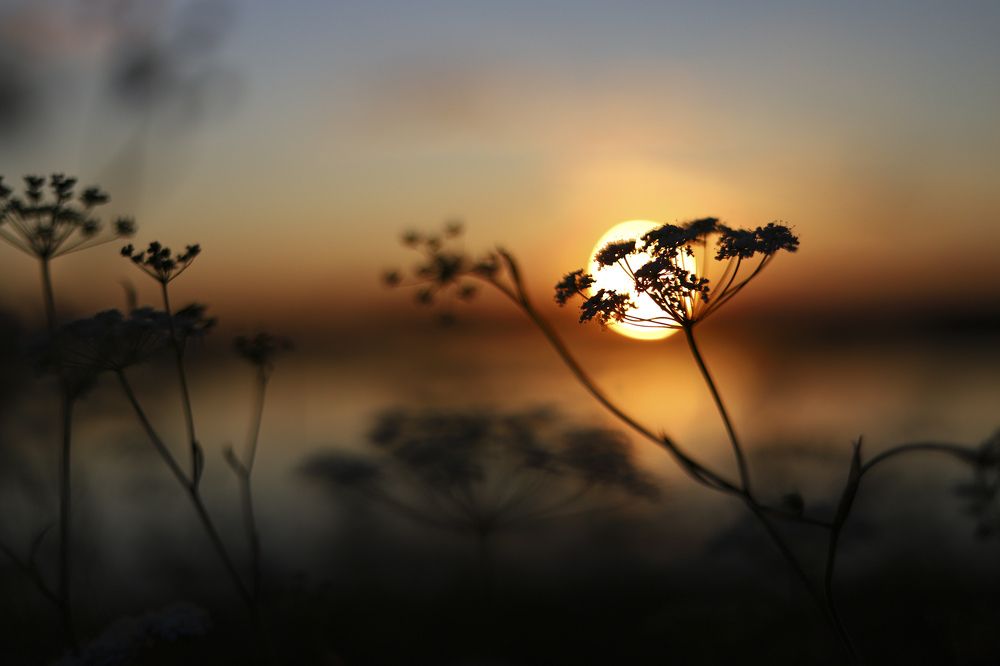 Фотография автора Светлана Цудзевич