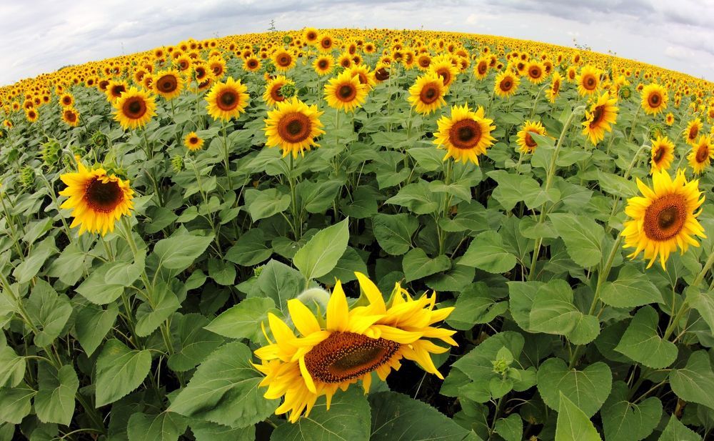 Photograph by Юрий Варюхин