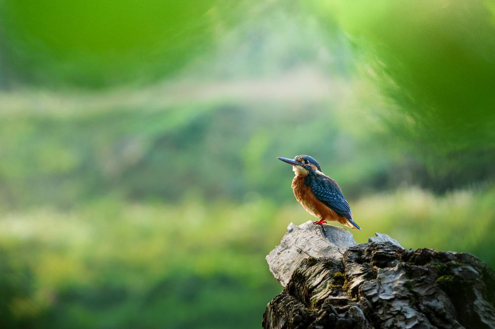 Photograph by Mihai Deaconescu