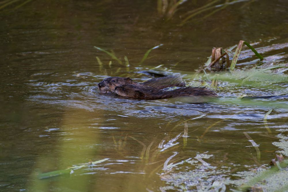 Photograph by Александр Перегудов
