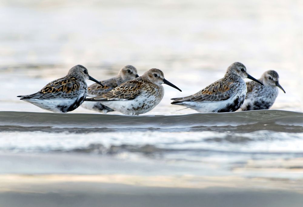 Photograph by Александр Перегудов