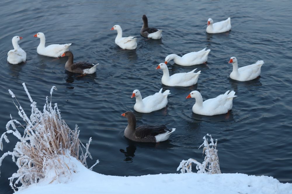 Фотография автора Светлана Цудзевич