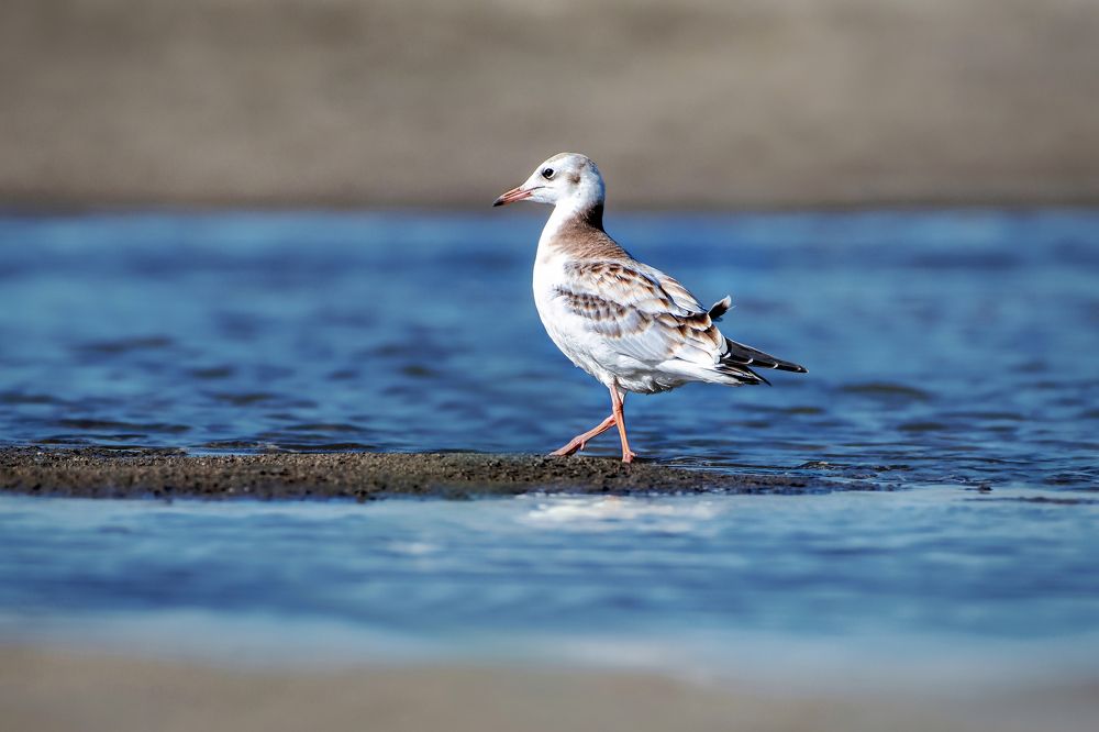 Photograph by Александр Перегудов