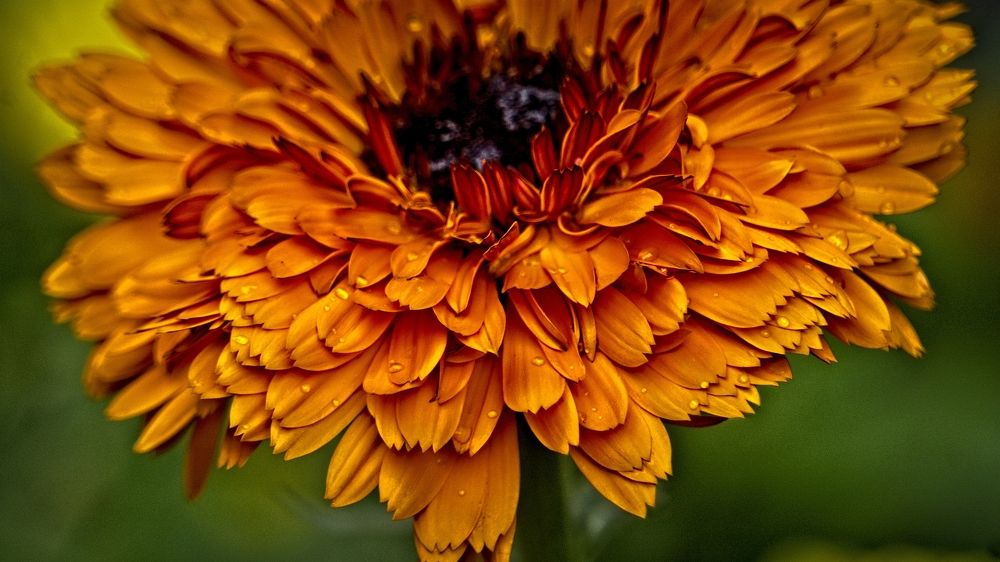 Фотография автора savitri Rawat