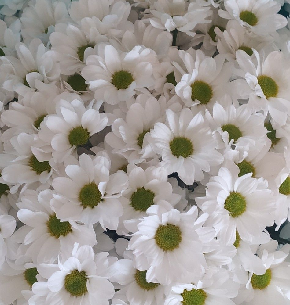 Фотография автора Елена Александрова