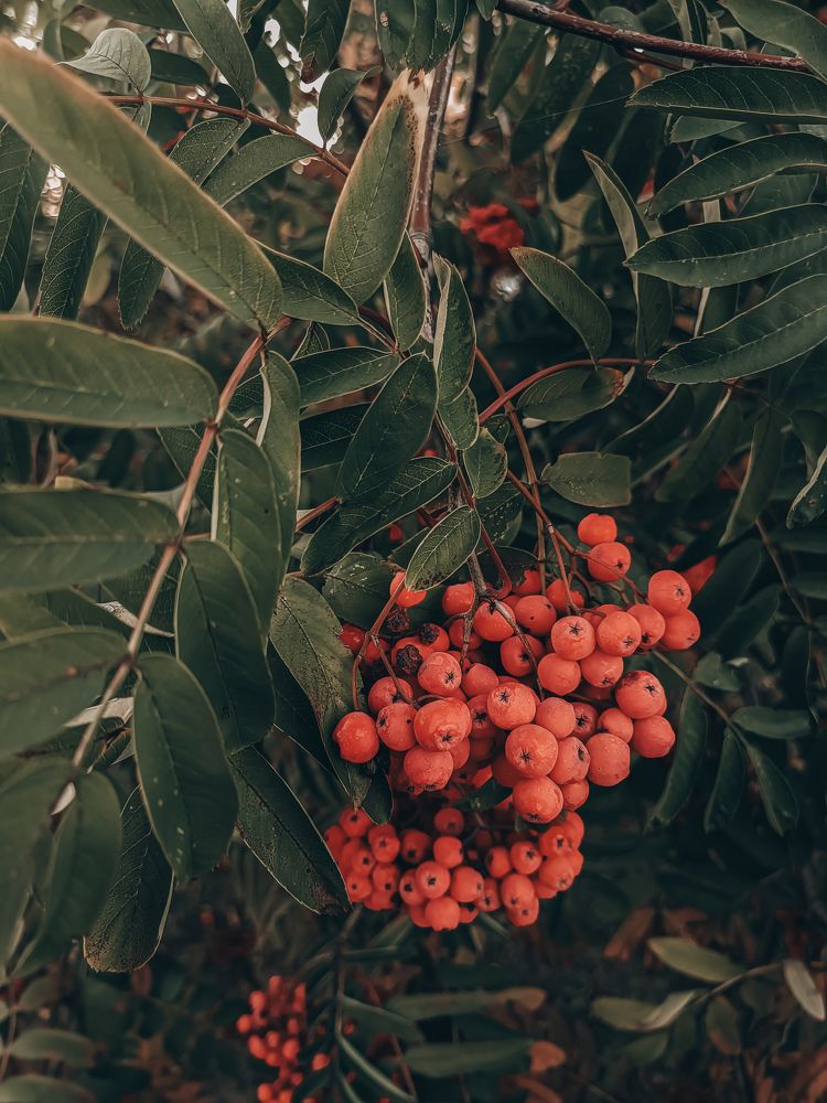 Photograph by Ольга Карева