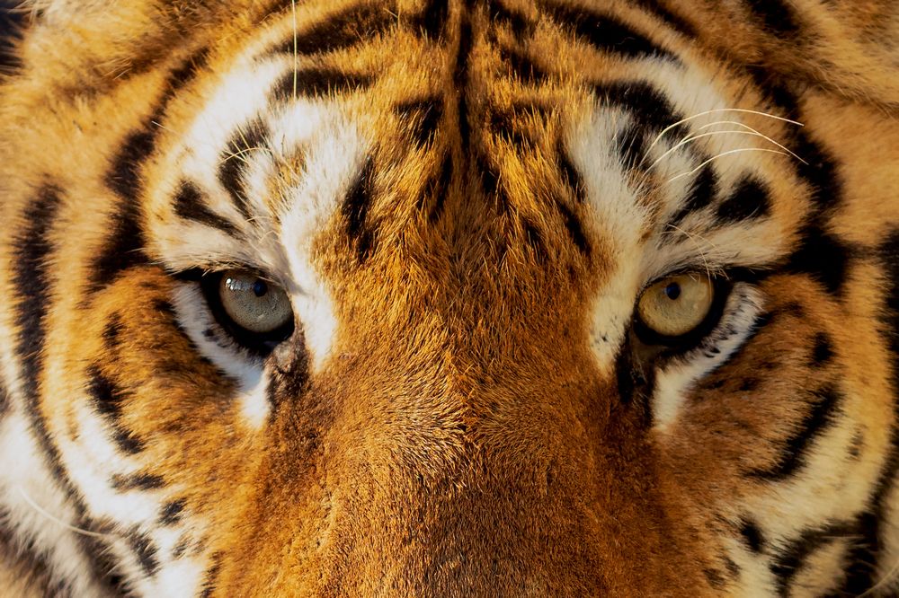 Фотография автора Faller Tamás