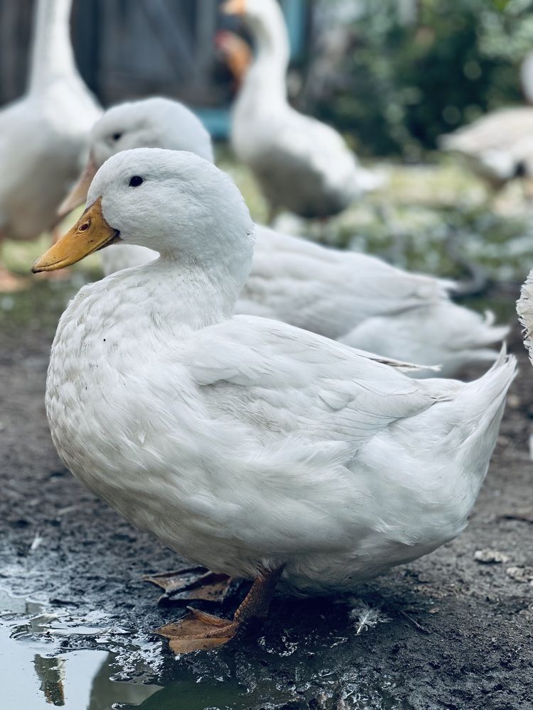 Photograph by Ольга Дрюк