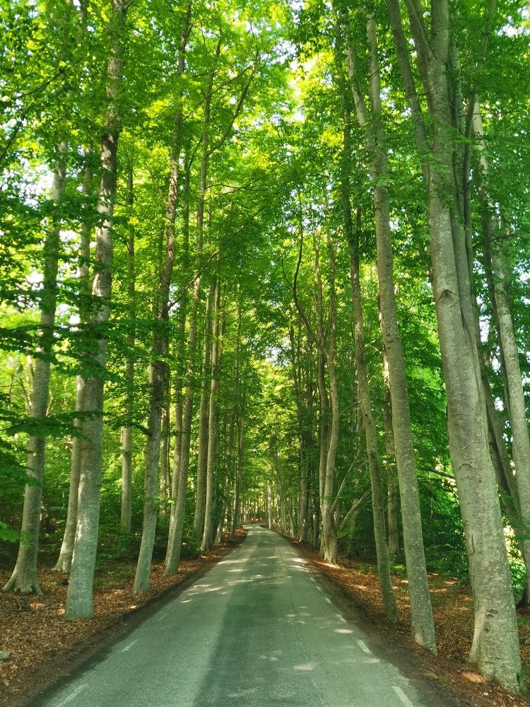 Фотография автора Alex